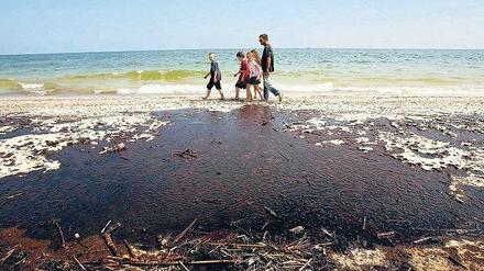 Verschmutzt waren nach der Ölkatastrophe weite Teile der Südküste der USA, wie hier in Gulf Shores, Alabama. 