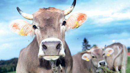 Allgäuer Kühe. Bekommen die Tiere nur Gras und ein wenig Mais zu fressen, geben sie üblicher Weise 3500 Liter Milch im Jahr.
