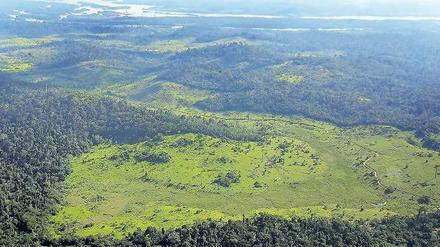 Kahlschlag. Der Amazonas-Regenwald ist eins der drei größten Ökosysteme Brasiliens. Foto: AFP