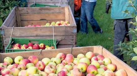 Pflückware. Die Zucht von Obst- und Gemüsesorten ist EU-weit streng reglementiert. Nun sollen Kleinbauern mehr Freiheiten erhalten, sagt der Gerichtshof in Luxemburg.Foto: dpa
