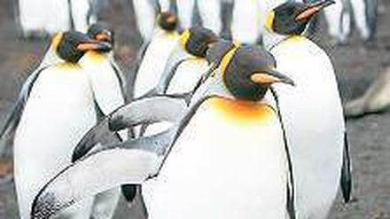 Luxus on Ice. Windrose bietet auch Kreuzfahrten in die Antarktis an. 