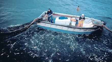 Danke für den Fisch. Knapp die Hälfte der Bestände im Atlantik – in dem diese Fischer vor Porto ihrer Arbeit nachgehen – gelten als bedroht, im Mittelmeer sind es sogar 80 Prozent. Mit neuen Regulierungen wollen EU-Parlament und -Kommission von 2015 an einen Erholungsprozess in Gang setzen. 