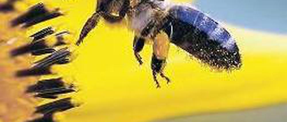 Flügelschlag. Die EU-Kommission will die Bienen mit dem Verbot schützen. Foto: dpa