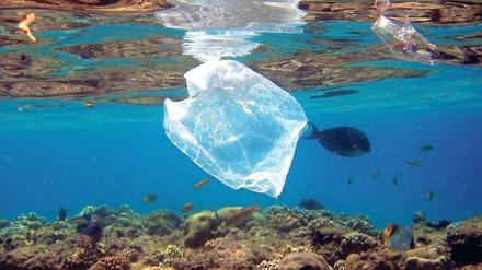 Ende einer Tüte. Viele Tragetaschen aus Plastik landen schließlich im Meer.