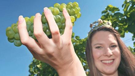 Die fränkische Weinkönigin freut sich über gut gewachsene Trauben der Rebsorte Silvaner. 
