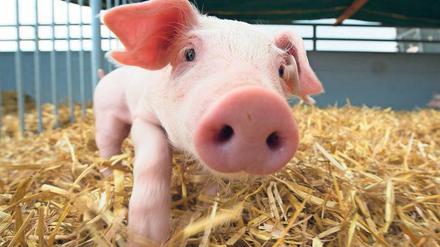 Wann fühlt sich ein Schwein wohl? Zehn Prozent mehr Platz und Stroh im Stall seien ein Anfang, findet der Tierschutzbund. Mehr aber nicht.