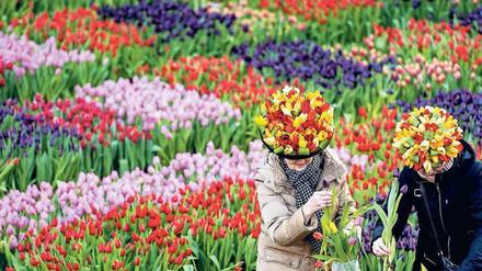 Aufgeblüht. Die Tulpen sind das bekannteste Exportprodukt der Niederländer.