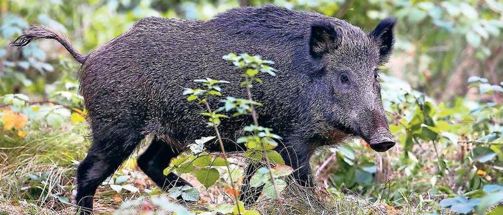Bedrohung. In Polen wurden infizierte Wildschweine entdeckt. 