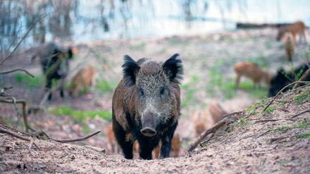 Die größte Gefahr ist der Mensch: Im vergangenen Jagdjahr ließen knapp 590.000 Wildschweine ihr Leben. 