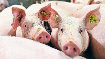 Für Schweine soll das neue Label des Agrarministeriums zuerst gelten.