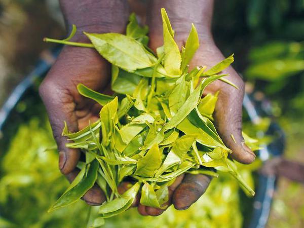 Grünes Gold. Ungetrocknete Teeblätter in Kenia. Am Ende kommt es nicht auf den Rohstoff an, sondern wie man ihn vermarktet.