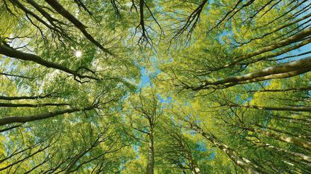 Ein Thema, das viele Europäer bewegt, ist der Schutz der Wälder. Dafür plant die EU-Kommission eine weltweit wirkende Strategie. 