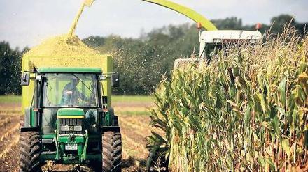 Knappes Gut. Der Preis für Mais stieg im vergangenen Jahr um 45 Prozent. Der Rohstoff wird auch für Biosprit verwendet. Foto: ddp 