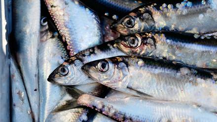Die Ostsee-Fischer dürfen 2018 fast 40 Prozent weniger Hering aus der Ostsee holen.