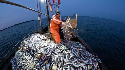 Gute Heringsfänge stehen 2015 schlechten Dorscherträgen gegenüber. Die Fischer bilanzieren ein eher durchwachsenes Jahr.
