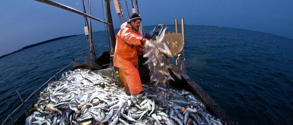 Gute Heringsfänge stehen 2015 schlechten Dorscherträgen gegenüber. Die Fischer bilanzieren ein eher durchwachsenes Jahr.