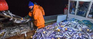 Die deutschen Fischer müssen im kommenden Jahr wesentlich weniger Heringe aus der Ostsee holen.