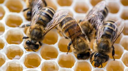Bedrohte Tierart: In Deutschland gibt es immer weniger Bienenvölker. 