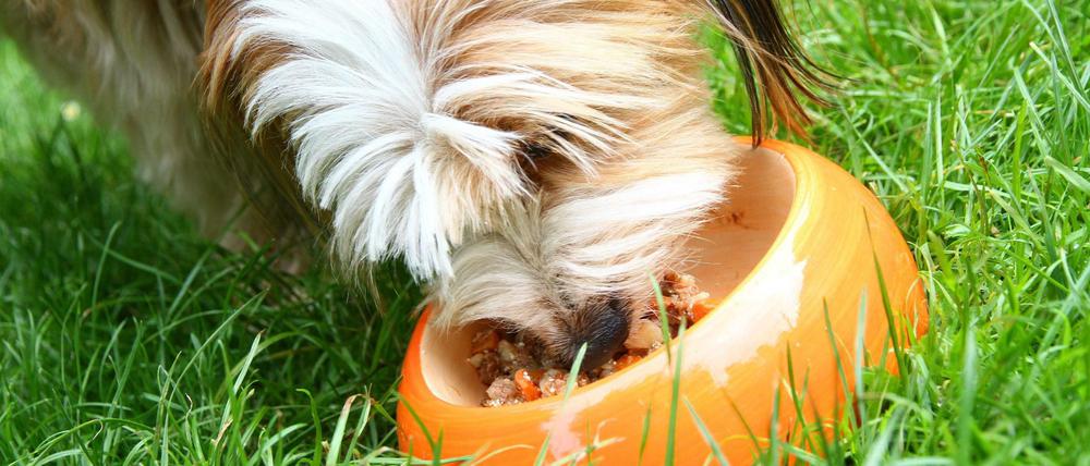 Dose auf, Futter in den Napf: Einen Hund gut zu ernähren, ist nicht schwer. 