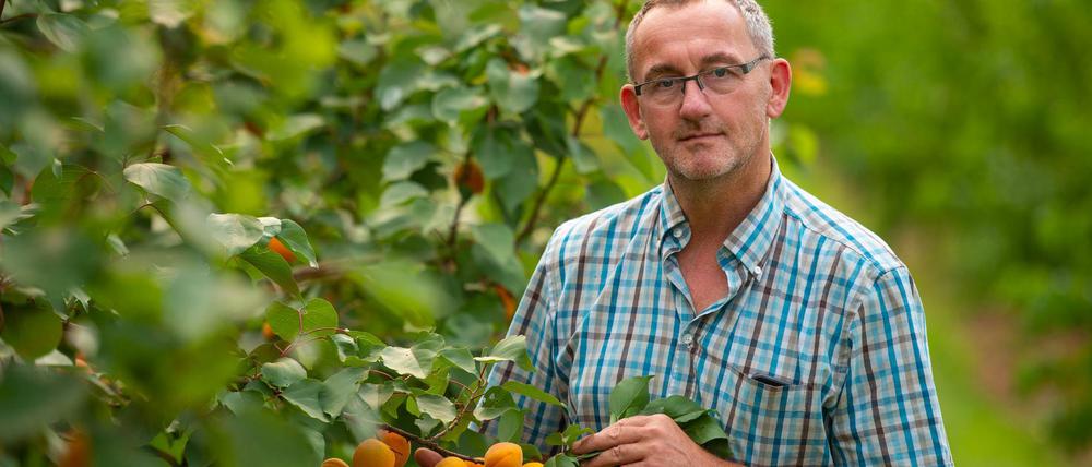 Peter Stechmann, Obstbauer in Buxtehude, kontrolliert auf seiner Aprikosenplantage einige Früchte.