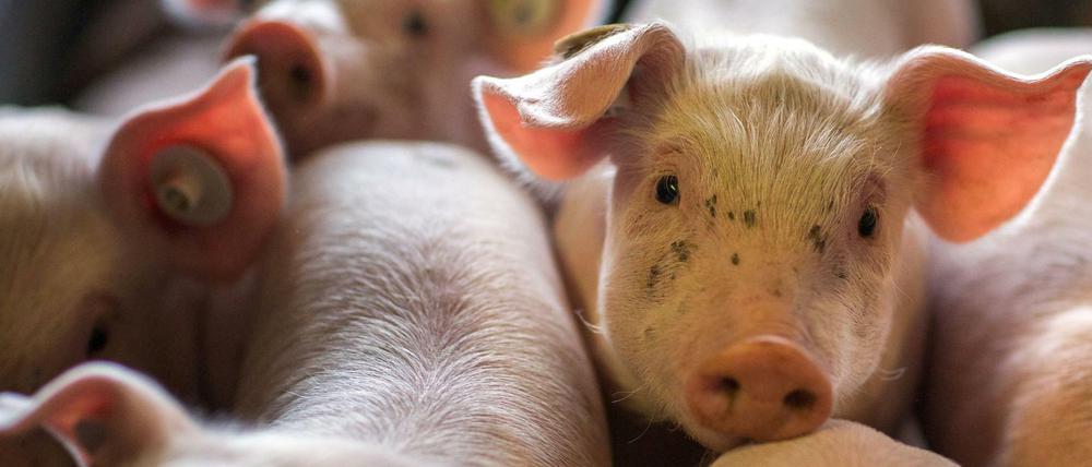 Das staatliche Label soll ab 2020 zunächst für Schweinefleisch gelten.