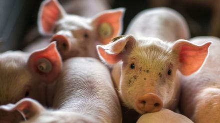 Wenige Tage alten Ferkel liegen am 21.08.2014 in einer Box einer Schweinezuchtanlage in Mecklenburg-Vorpommern. 