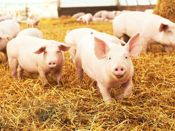 Mehr Spaß im Stall: Schweine und andere Nutztiere sollen bessere Lebensbedingungen bekommen. 
