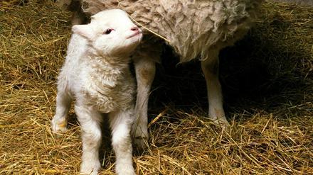 Klonschaf "Dolly" mit seinem natürlich zur Welt gekommenen Nachwuchs "Bonnie". Mit sechs Jahren musste "Bonnie" wegen einer Lungeninfektion eingeschläfert werden. Die normale Lebenserwartung für Schafe beträgt etwa zwölf Jahre.