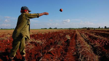 Mangelwirtschaft. Die Kartoffelernte auf Kuba ist in diesem Jahr um 30 Prozent eingebrochen.
