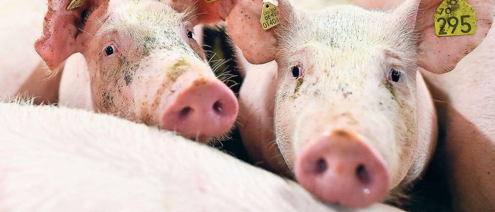 Schweine sollen es künftig besser haben. Dazu soll ein Tierwohllabel beitragen. 