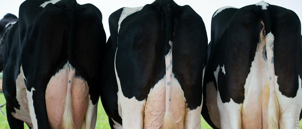 Volle Euter, leere Kassen. Kühe geben immer mehr Milch, aber die Bauern bekommen immer weniger dafür.