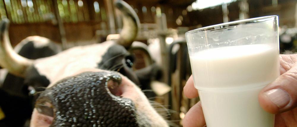 8000 Liter im Jahr - das ist der Durchschnitt für eine Milchkuh.