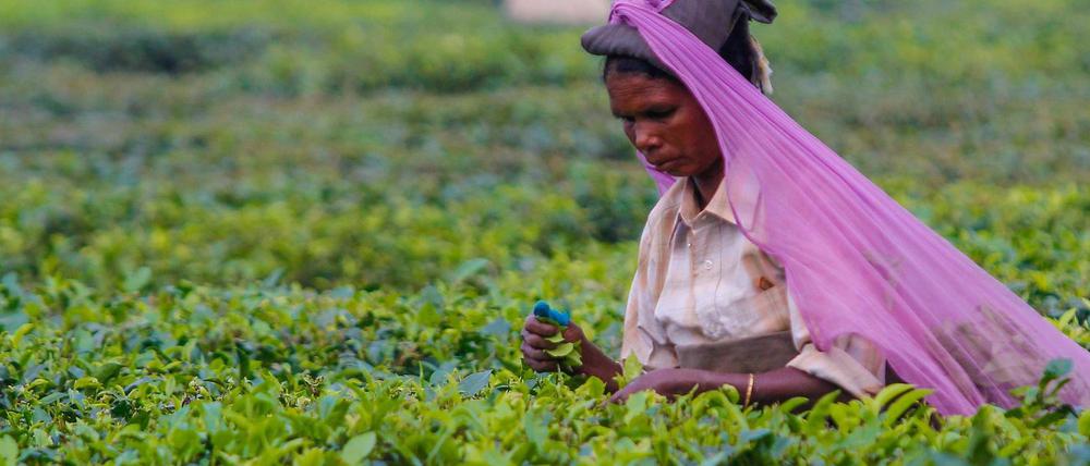 2,25 Euro pro Tag erhalten die Teepflückerinnen in Nord-Indien im Durchschnitt