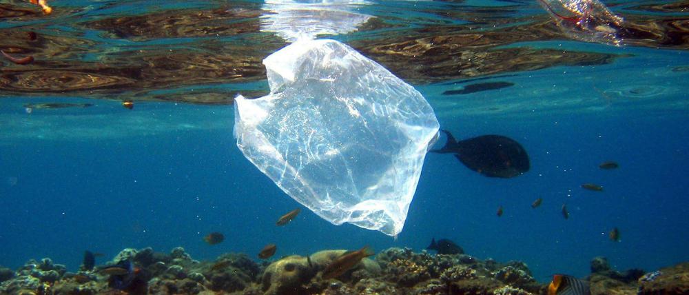 Plastiktüten im Meer gefährden Fische, Vögel, Delfine und Meeresschildkröten. Sie zerfallen in kleine Partikel, an die sich auch noch Schadstoffe anlagern. 