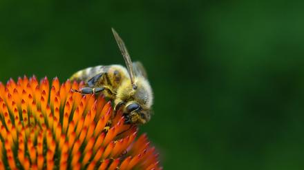 Bedrohte Art: Milben und Gifte machen der Biene zu schaffen. 