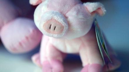 Kuschelschwein im Labor: Alle Teile werden untersucht, auch die Augen.