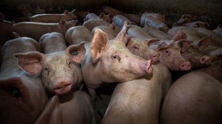Kaum Platz: Agrarministerin Klöckner will die Lebensbedingungen für Schweine mit ihrem Label verbessern. 