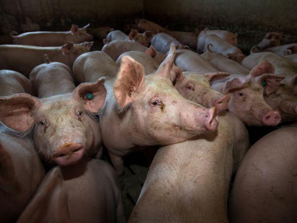 Zu viele Schweine auf zu engem Raum: Das Gülleproblem ist in Gegenden mit Intensivtierhaltung besonders groß. 