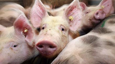 Die Schweineställe sind voll, weil der größte europäische Schlachthof seit mehr als drei Wochen nicht in Betrieb ist. 