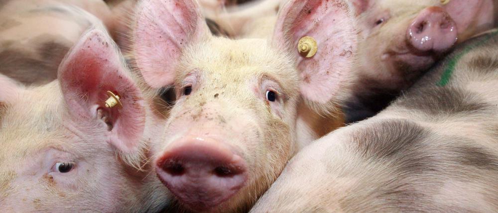Die Schweineställe sind voll, weil der größte europäische Schlachthof seit mehr als drei Wochen nicht in Betrieb ist. 