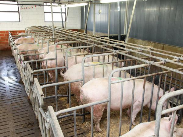Im Bundesrat soll es heute um die Schweinehaltung gehen.