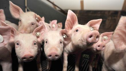 Ferkel in einem Stall in Niedersachsen. Die Schweineschlachtungen sanken um 9,2 Prozent auf 47 Millionen Tiere.
