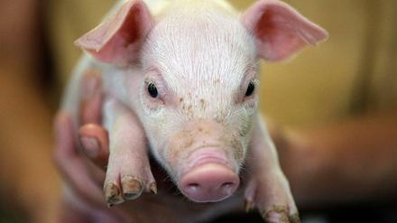 Schweine sollen Glück bringen, haben es selbst aber eher selten. 
