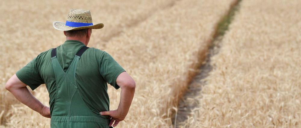 Ein Mitarbeiter der brandenburgischen Agrargenossenschaft Trebbin eG steht an einem Weizenfeld.