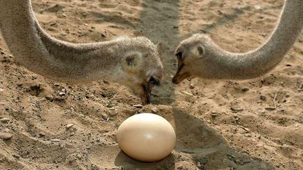 Der Inhalt eines Straußeneis entspricht etwa 30 Hühnereiern. Die meisten Halter lassen ihre Tiere die Eier jedoch ausbrüten, denn ein Strauß legt nur um die 40 Eier im Jahr, und das Fleisch ist beliebt.