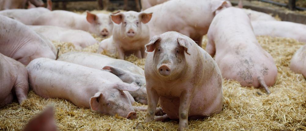 DEU/Deutschland/Illustration, 09.11.2022, Symbolfoto Schweinehaltung, Schweine stehen in einem Stall eines Landwirtschaftsbetriebs bei Finsterwalde in Brandenburg.