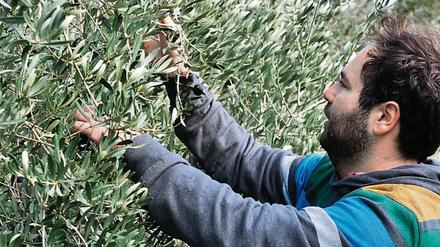 Auf dem Land liegt die Zukunft. Pavlos Georgiadis hat die Olivenbäume der Familie aufgepäppelt. Er lädt Deutsche ein, bei griechischen Bauern zu lernen.