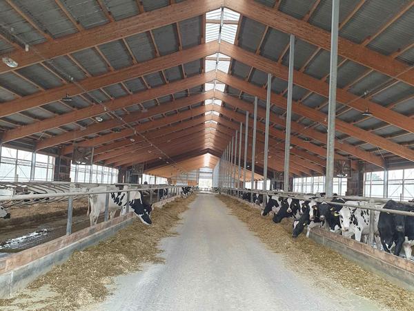 Platz für 850 Rinder: der neue Kuhstall auf Gut Sacro.