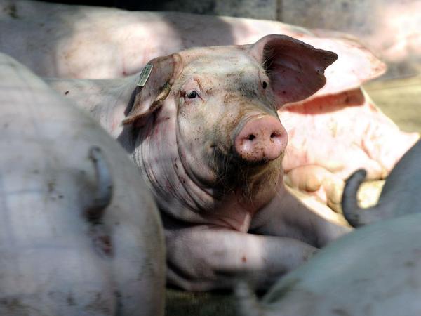 Ein besseres Leben sollen auch Schweine in Mastanlagen bekommen. Agrarministerin Julia Klöckner setzt dabei auf ihr Tierwohllabel.