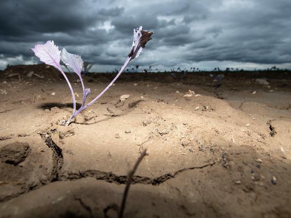 Dürreopfer: Der Klimawandel belastet auch die Bauern. 